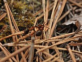 dsc_3474.jpg