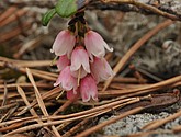 dsc_3478.jpg