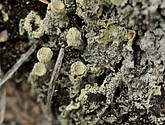 dsc_3482.jpg