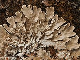 dsc_3484.jpg