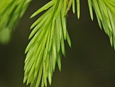 dsc_3485.jpg