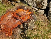 dsc_3538.jpg