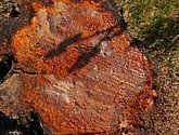 dsc_3539.jpg