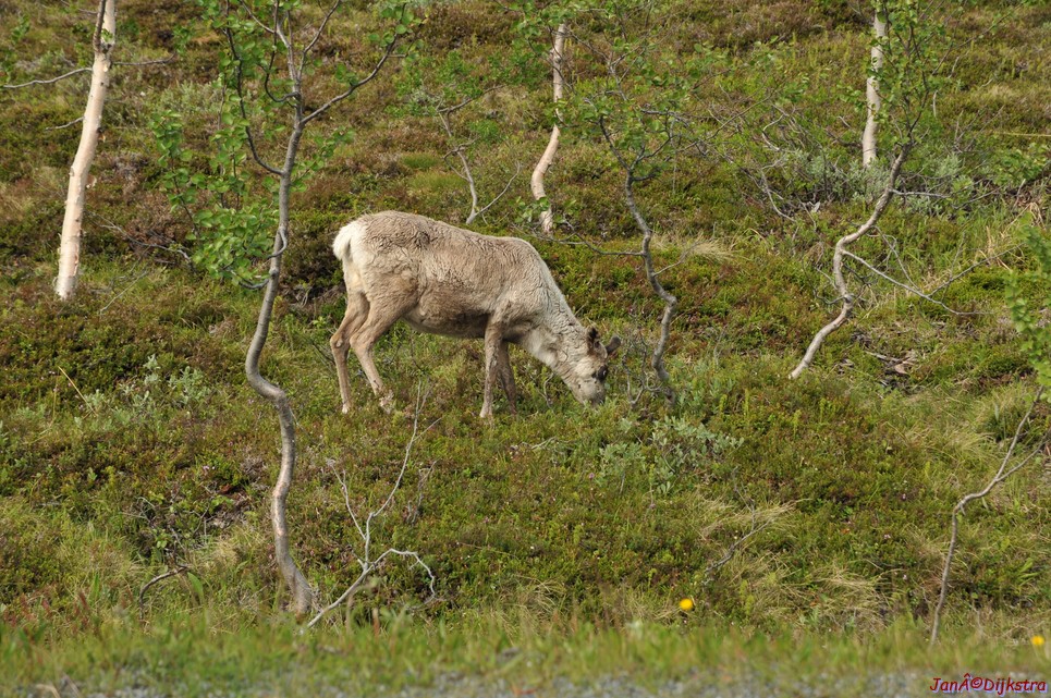 DSC_0923.JPG