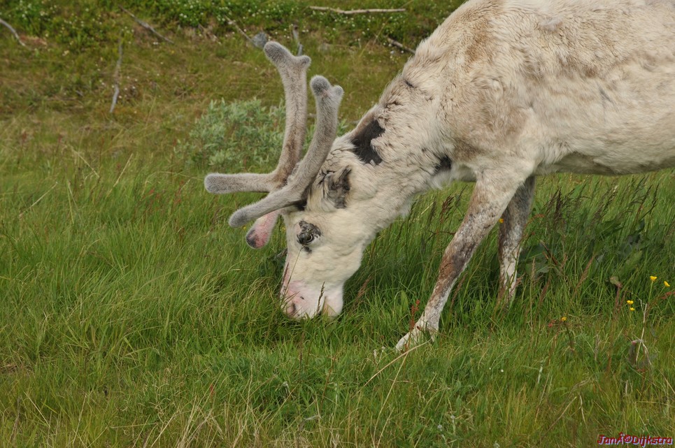 DSC_0975.JPG