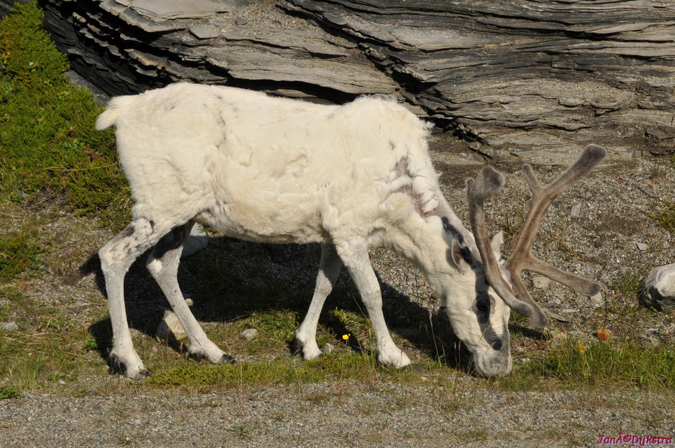 DSC_0988.JPG