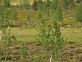 DSC_0924.JPG