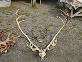 DSC_0933.JPG