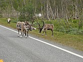 DSC_0959.JPG