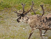 DSC_0973.JPG