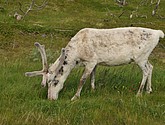 DSC_0976.JPG