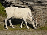 DSC_0988.JPG