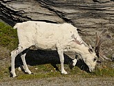 DSC_0989.JPG
