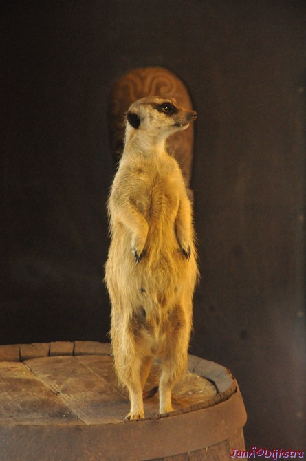 DSC_1788.JPG