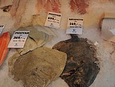 DSC_1681.JPG