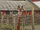 DSC_1780.JPG