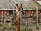 DSC_1781.JPG