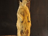 DSC_1788.JPG