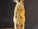 DSC_1789.JPG