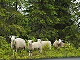 DSC_8069.JPG