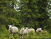 DSC_8070.JPG