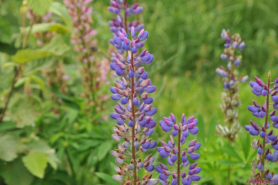 dsc_2170.jpg
