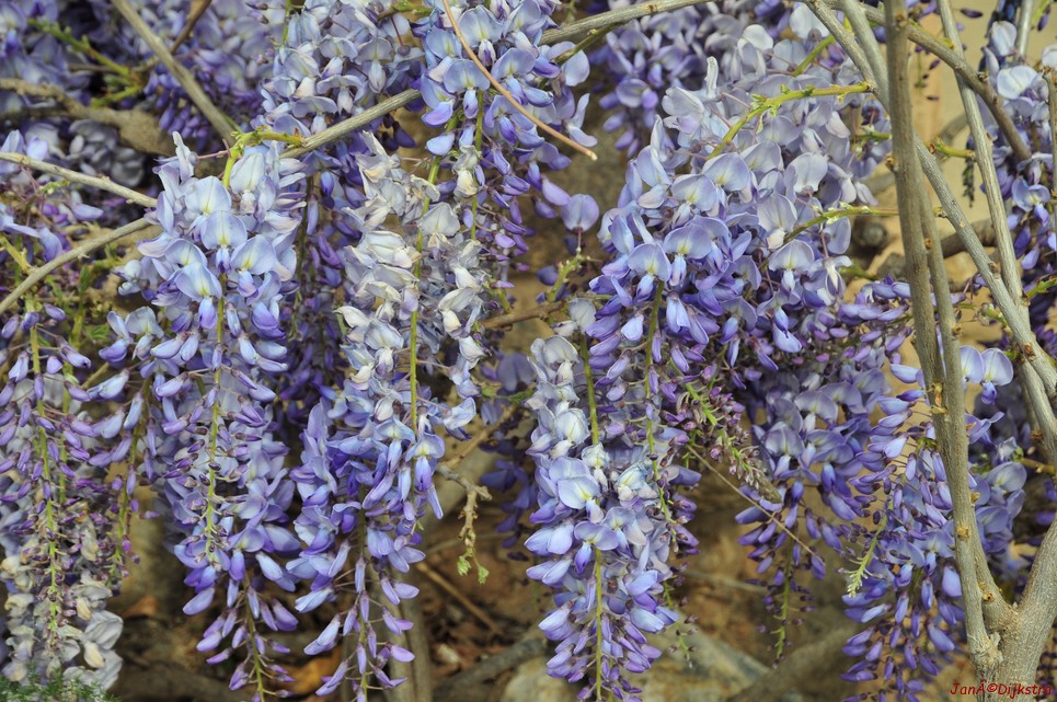 dsc_9692.jpg