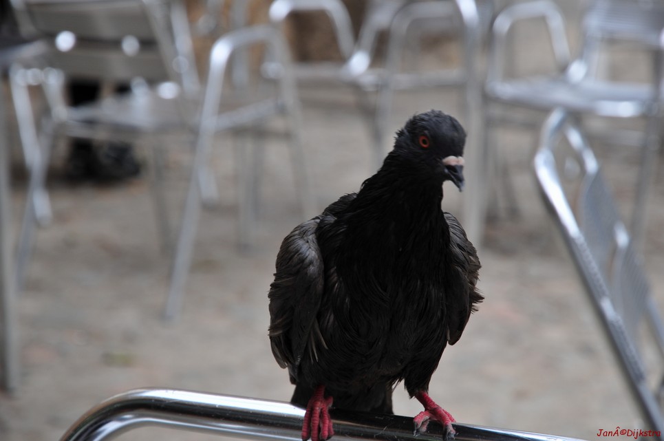 dsc_9733.jpg