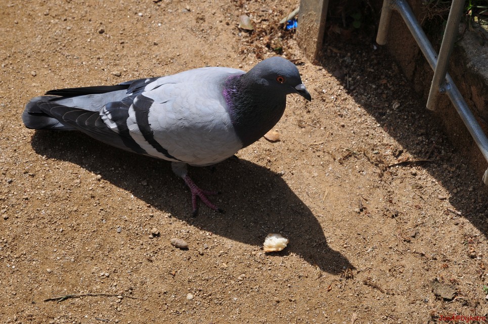 dsc_9745.jpg