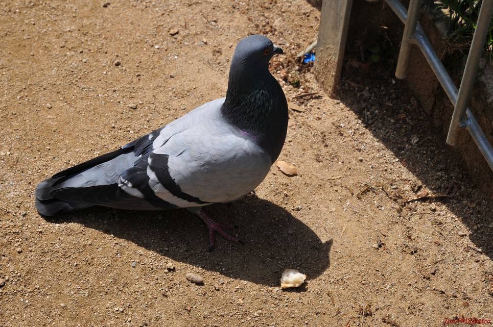 dsc_9746.jpg