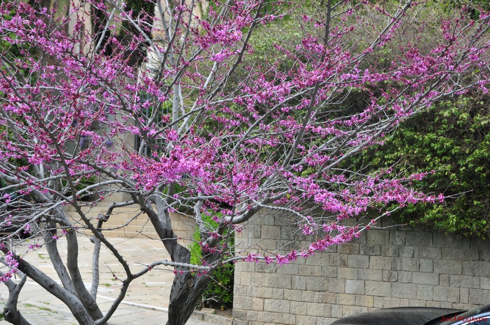 dsc_9782.jpg