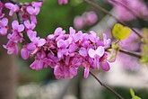 dsc_9699.jpg