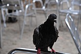 dsc_9733.jpg