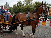 dsc_0117.jpg