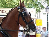 dsc_0155.jpg