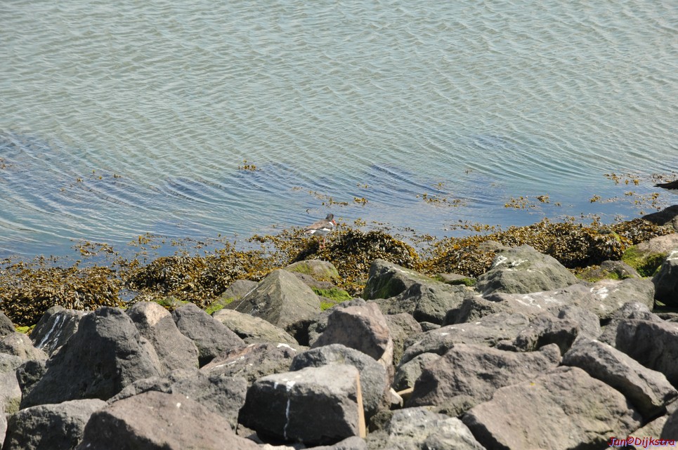 DSC_6394.JPG