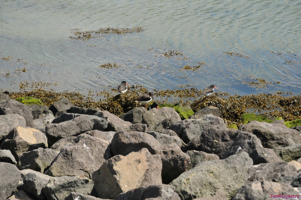 DSC_6395.JPG