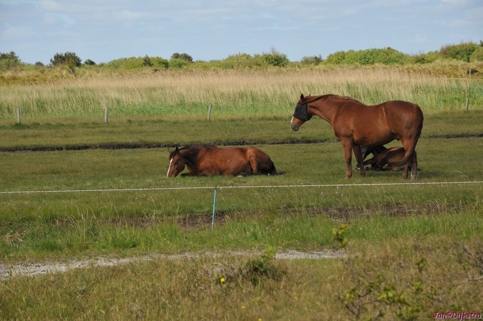 DSC_6402.JPG