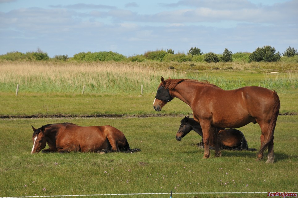 DSC_6403.JPG