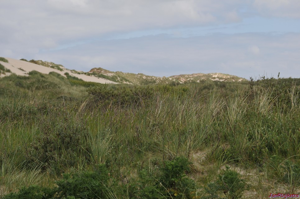 DSC_6409.JPG