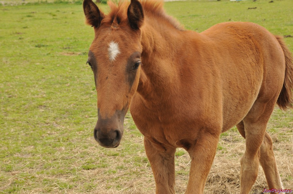 DSC_6425.JPG