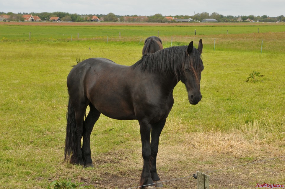 DSC_6444.JPG