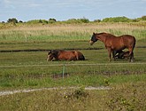 DSC_6402.JPG