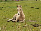 DSC_6415.JPG
