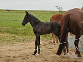 DSC_6416.JPG