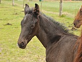 DSC_6417.JPG