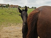 DSC_6439.JPG