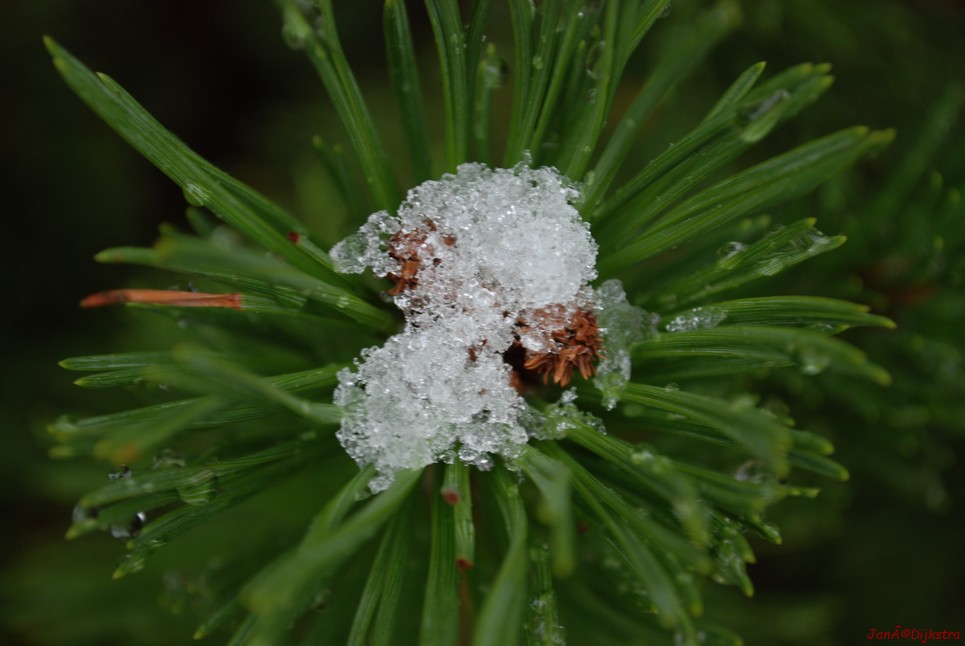 DSC_252.JPG