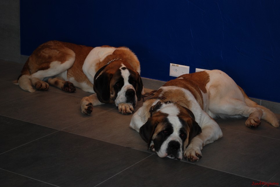 DSC_284.JPG