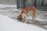 DSC_283.JPG